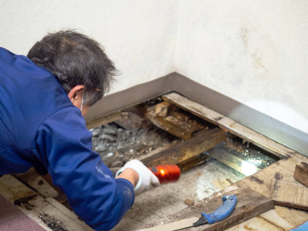Best Local Mold Removal Service  in Tontitown, AR