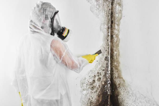 Best Mold Cleaning Services  in Tontitown, AR
