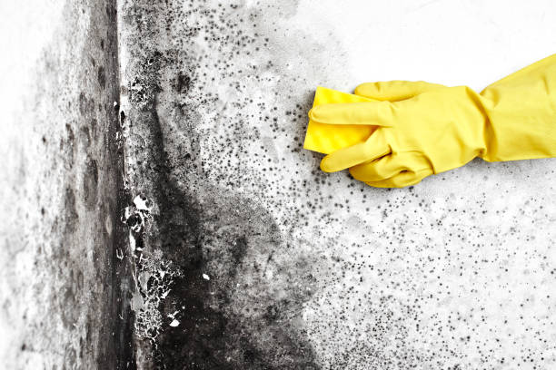 Best Office Mold Removal Services  in Tontitown, AR