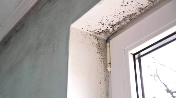 Best Home Mold Removal  in Tontitown, AR