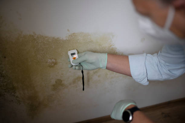 Best Mold Damage Repair  in Tontitown, AR
