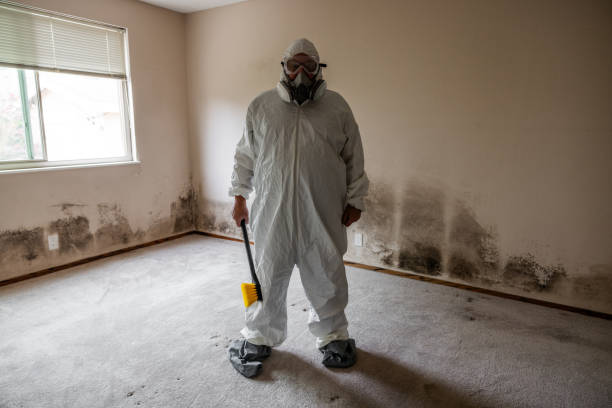 Office Mold Removal Services in Tontitown, AR