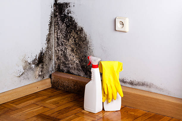 Best Best Mold Removal Companies  in Tontitown, AR