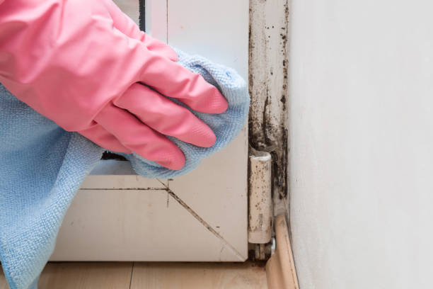 Best Certified Mold Removal  in Tontitown, AR