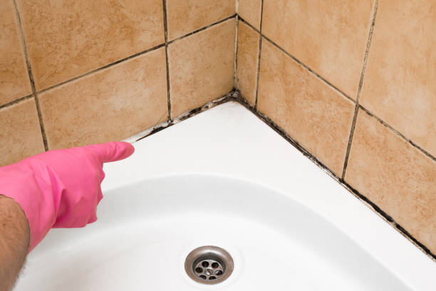 Home Mold Removal in Tontitown, AR